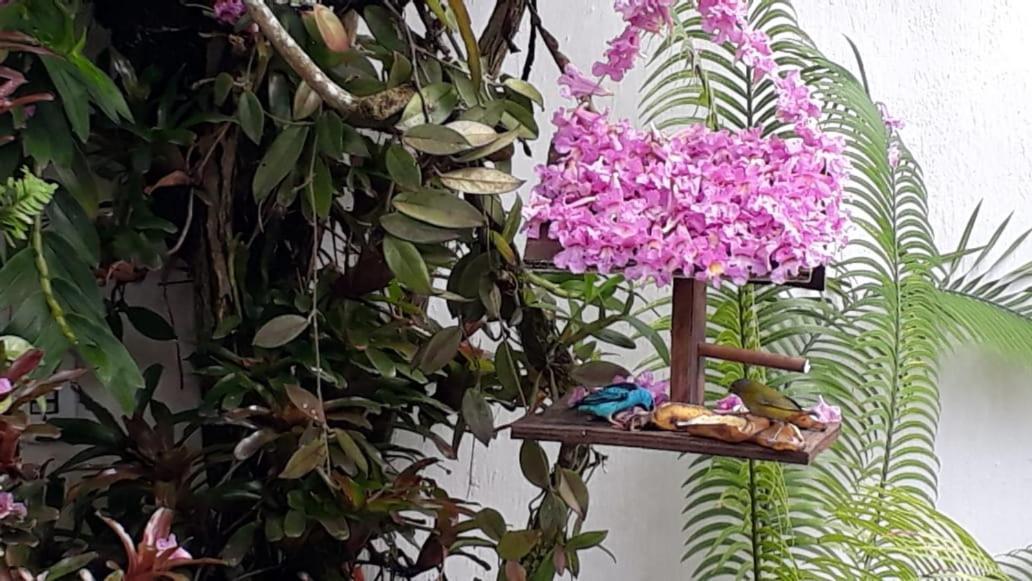 Suites Beija-Flor Araquari Eksteriør billede
